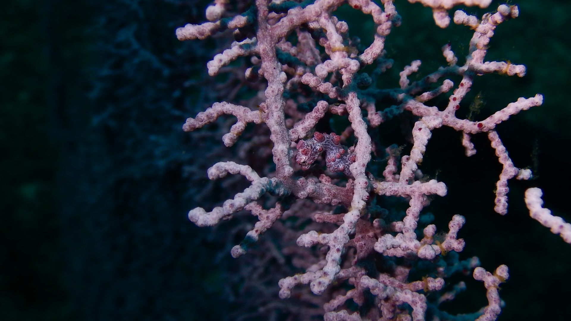 Pygmy seahorse while diving in Gato Island Malapascua Philippines