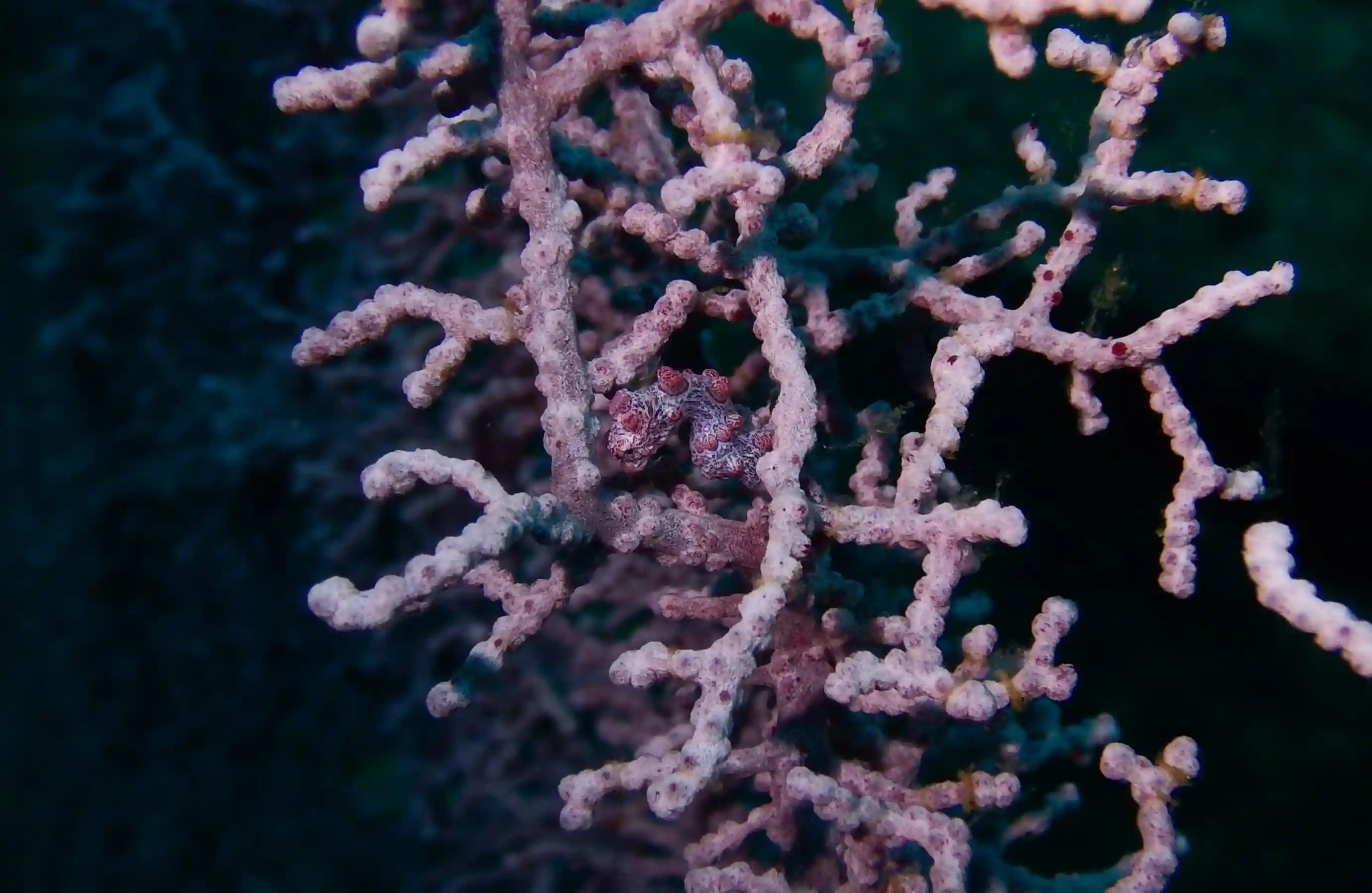 Pygmy seahorse while diving in Gato Island Malapascua Philippines