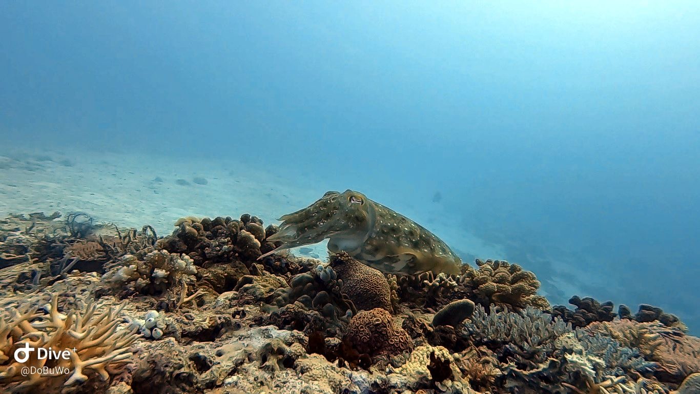 Cuttlefish while diving in Malapascua Island Philippines