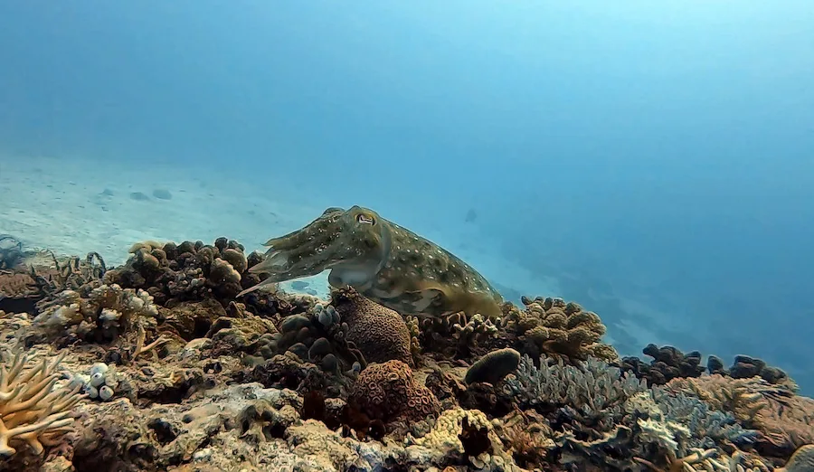 Cuttlefish while diving in Malapascua Island Philippines