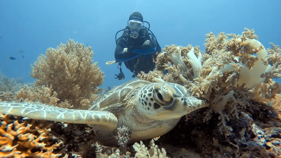 Green turtle while diving in Calanggaman Island Malapascuca