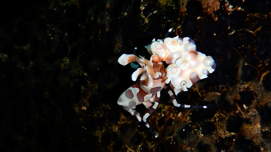 Harlequin shrimp while diving in Malapascua Island Philippines