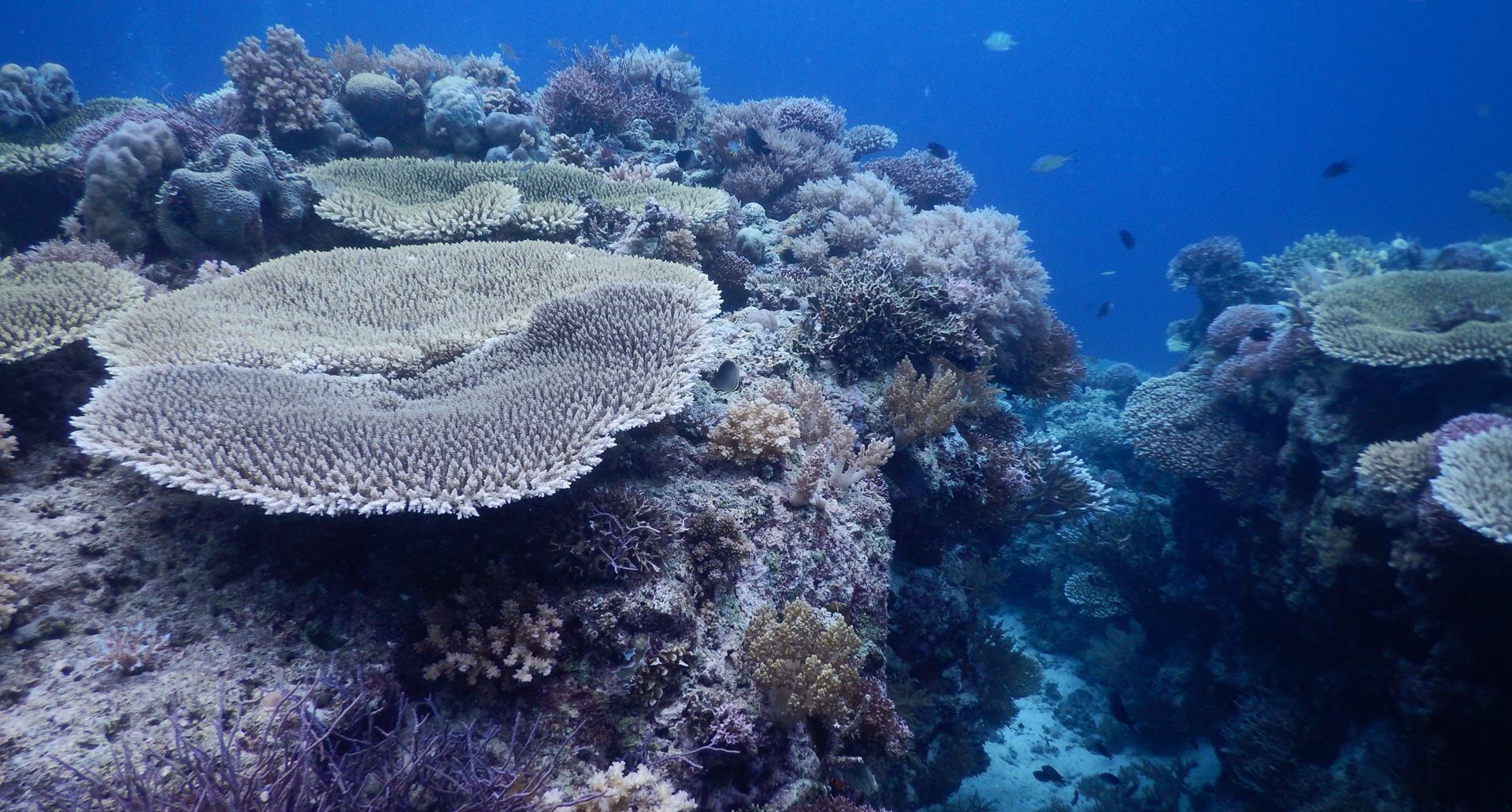 Coral Reef in Capitancillo while diving around Malapascua