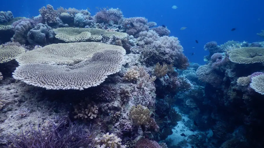 Coral Reef in Capitancillo while diving around Malapascua