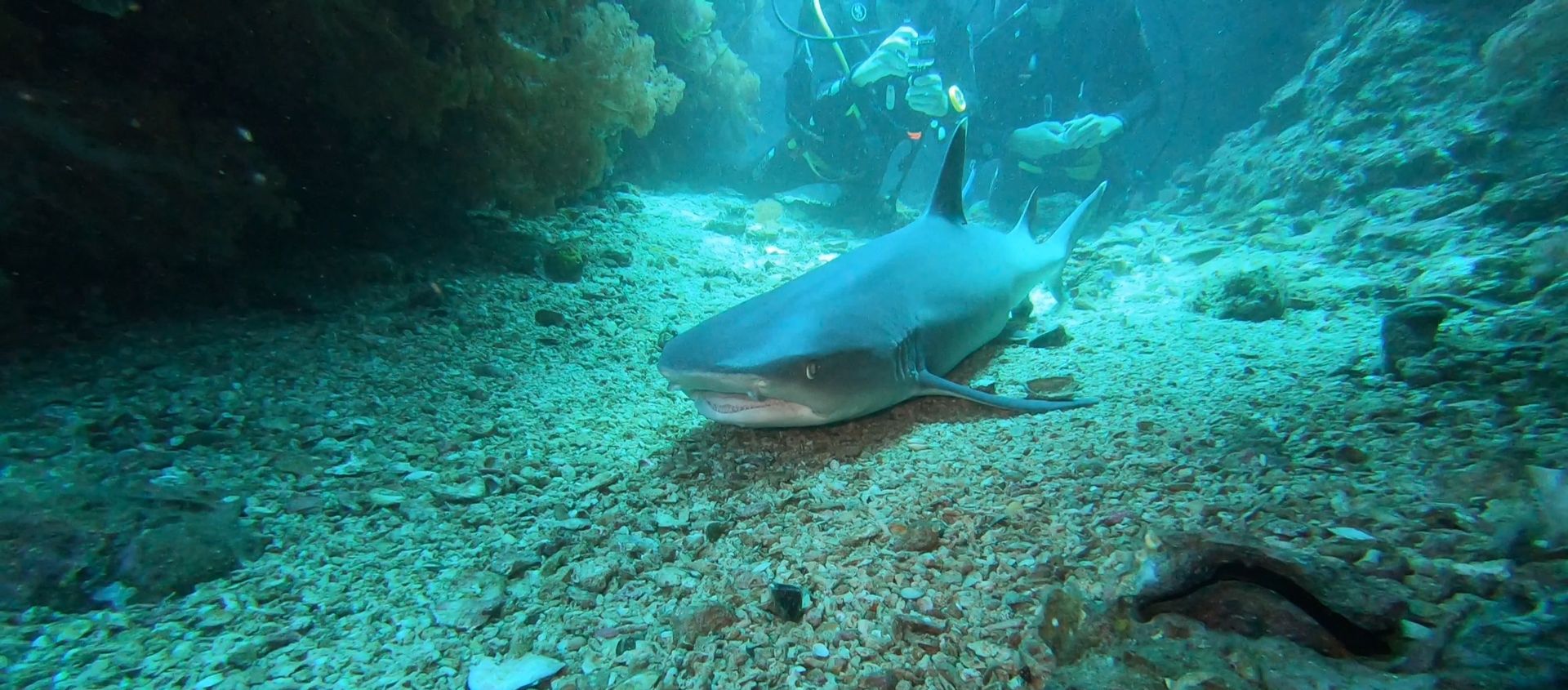 Whitetip reef shark while diving in Gato Island Malapascua