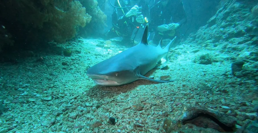 Whitetip reef shark while diving in Gato Island Malapascua