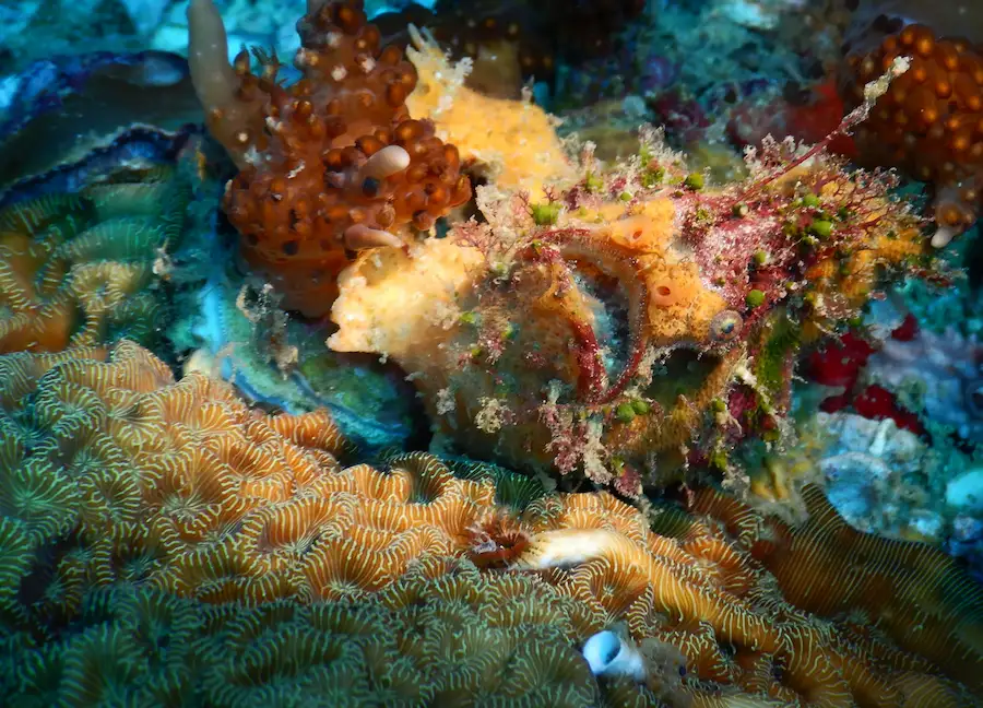 Frogfish while diving in Gato Island Malapascua Philippines