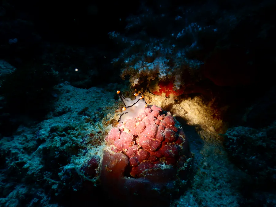 Nudibranch while diving in Calanggaman Island Malapascua Philippines