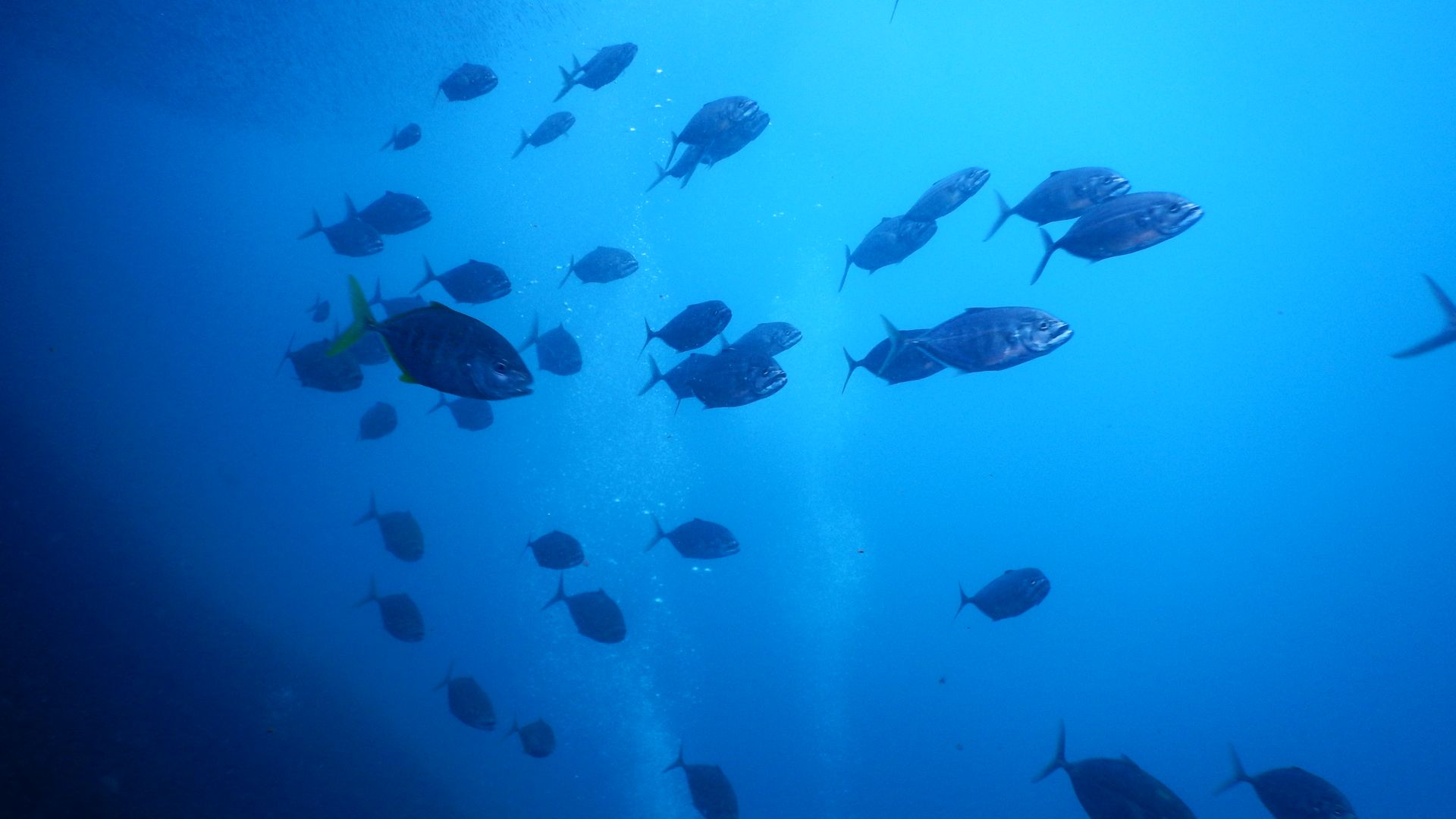 School of fish while diving in Gato Island Malapascua Philippines