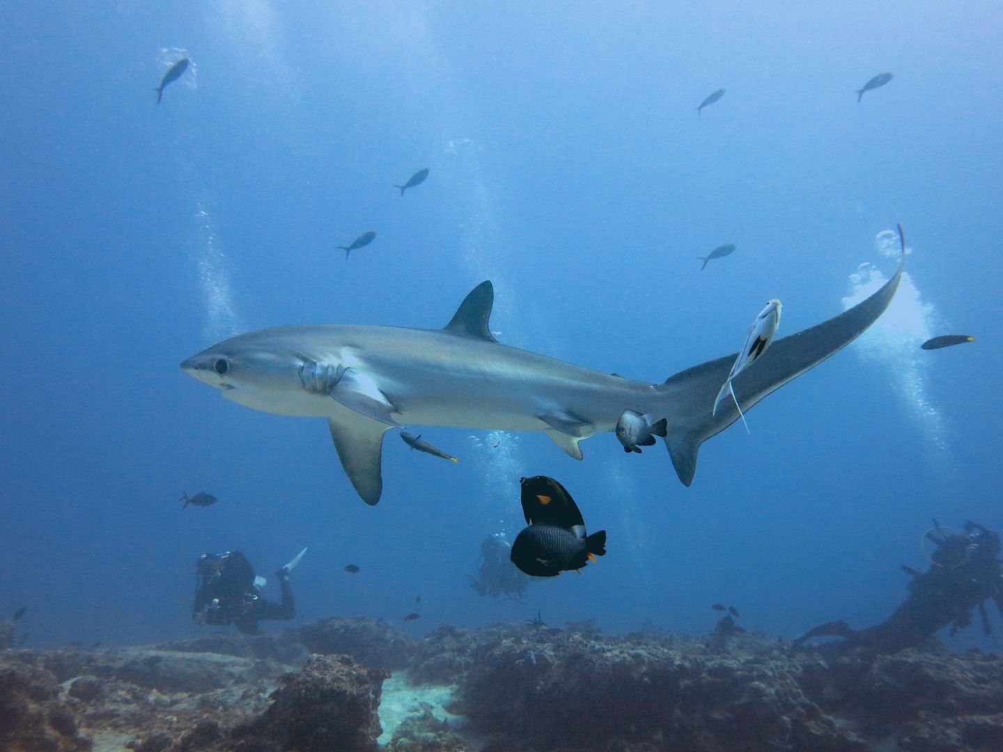 Thresher Shark while diving in Malapascua Philippines