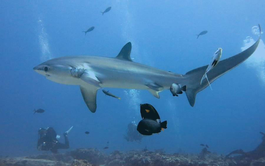 Thresher Shark while diving in Malapascua Philippines