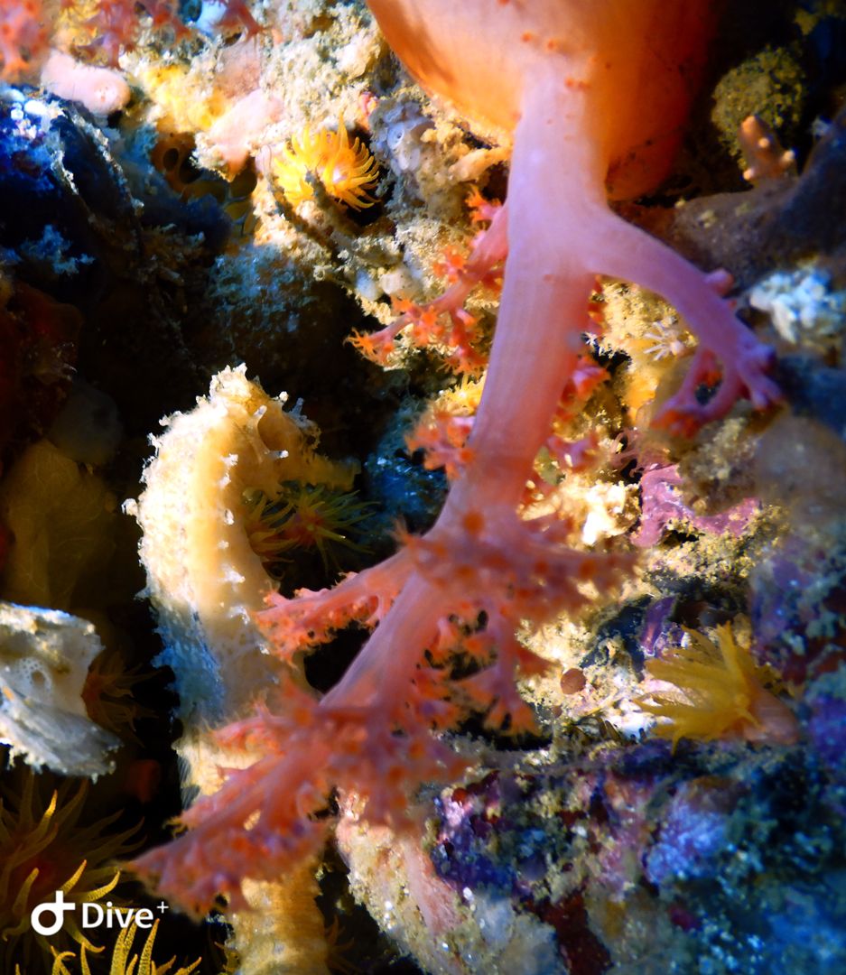 Seahorse while diving in Malapascua Island Philippines