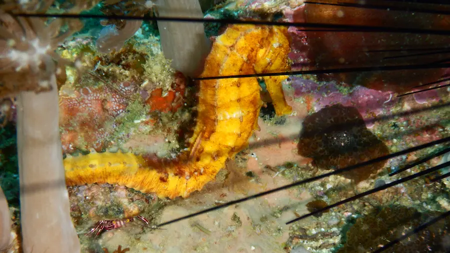 Seahorse while diving in Malapascua Island Philippines